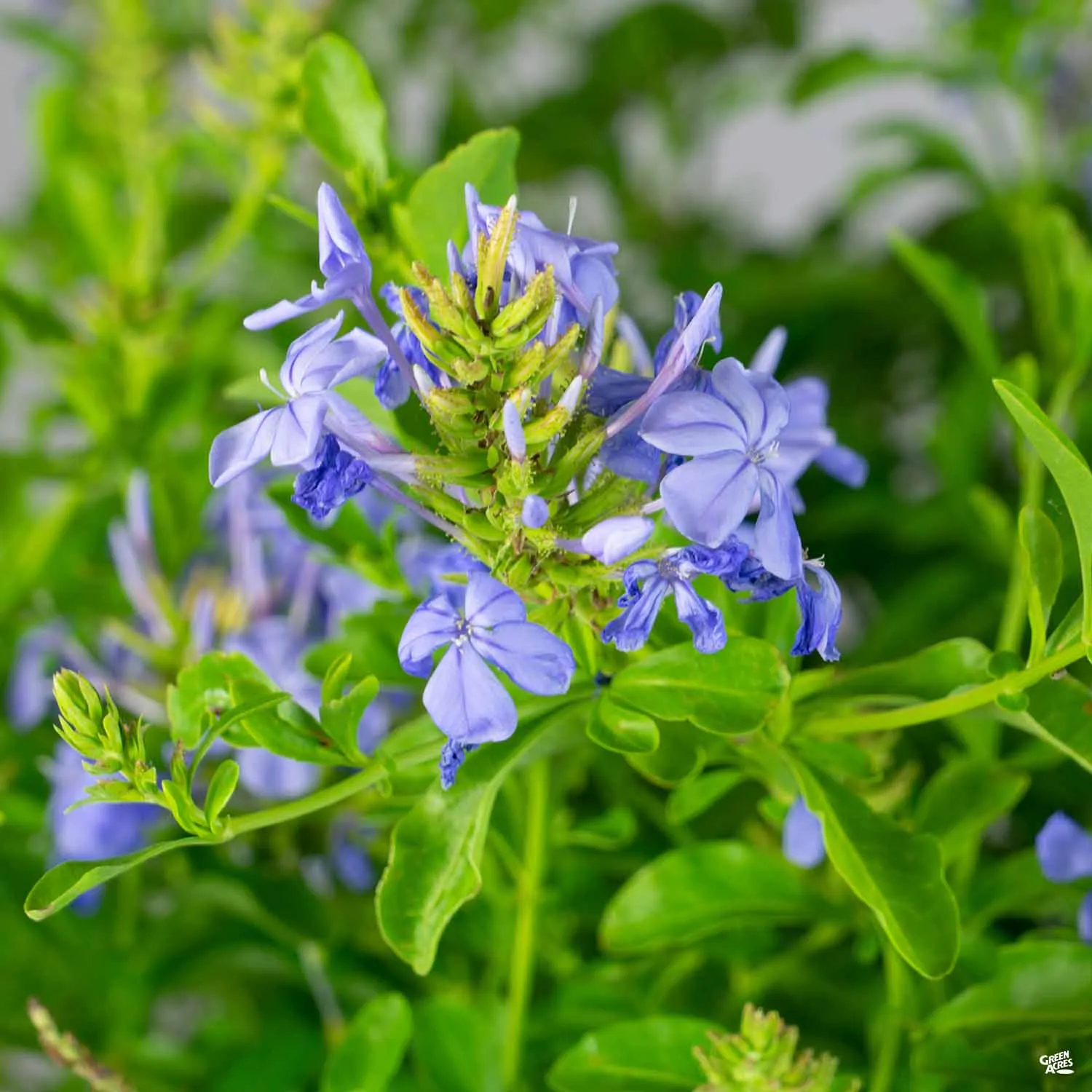 Blue Cape Plumbago