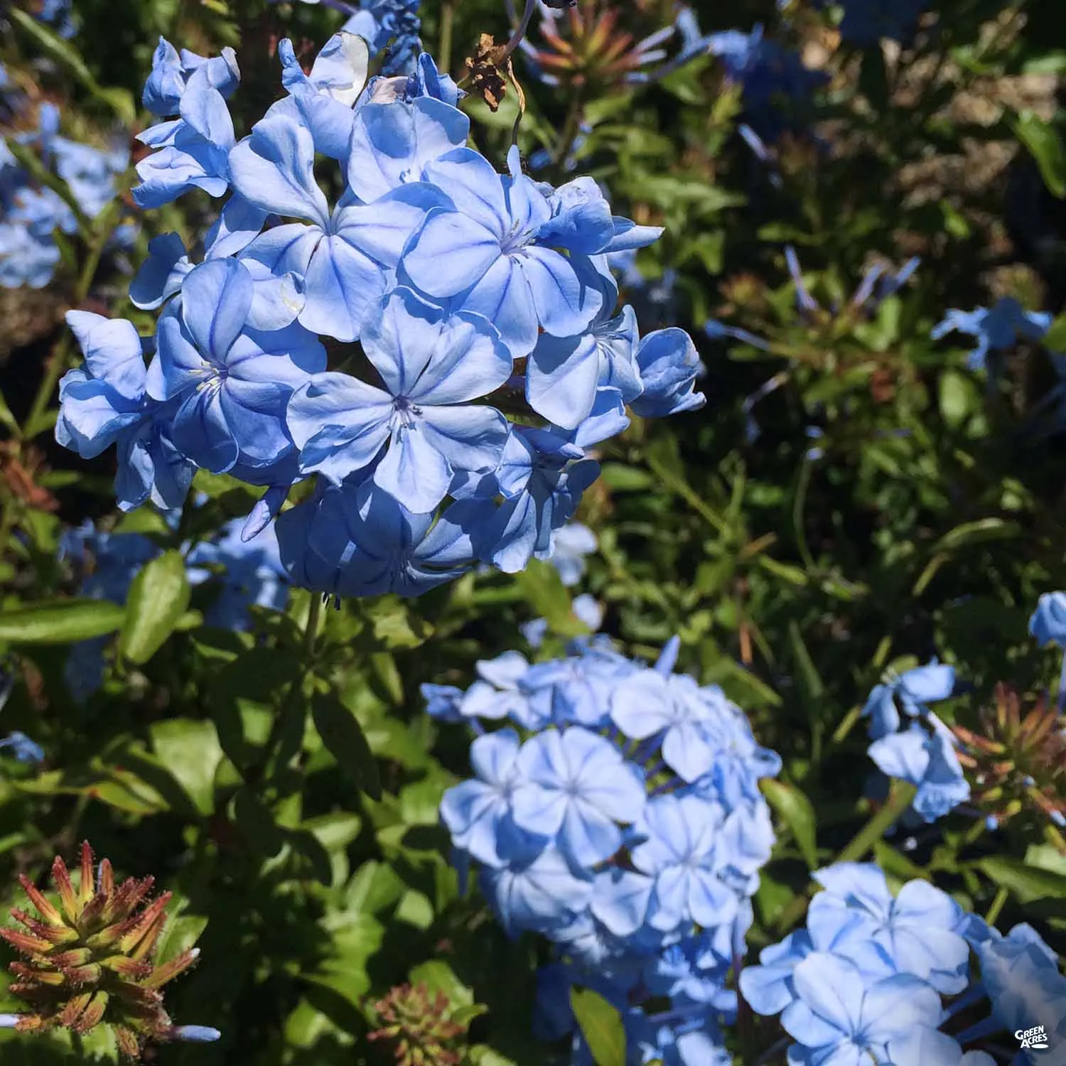 Blue Cape Plumbago