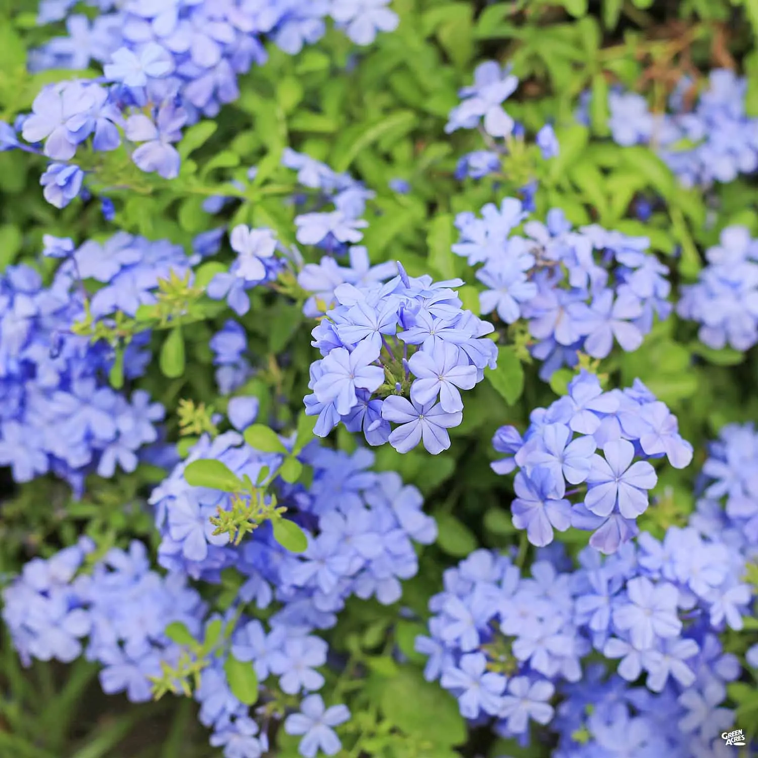 Blue Cape Plumbago