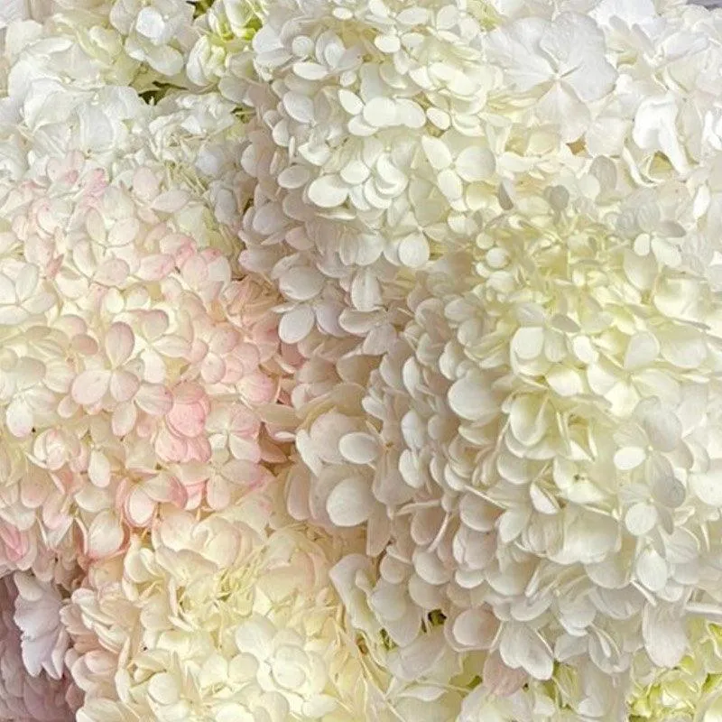 White Hydrangea Bouquet